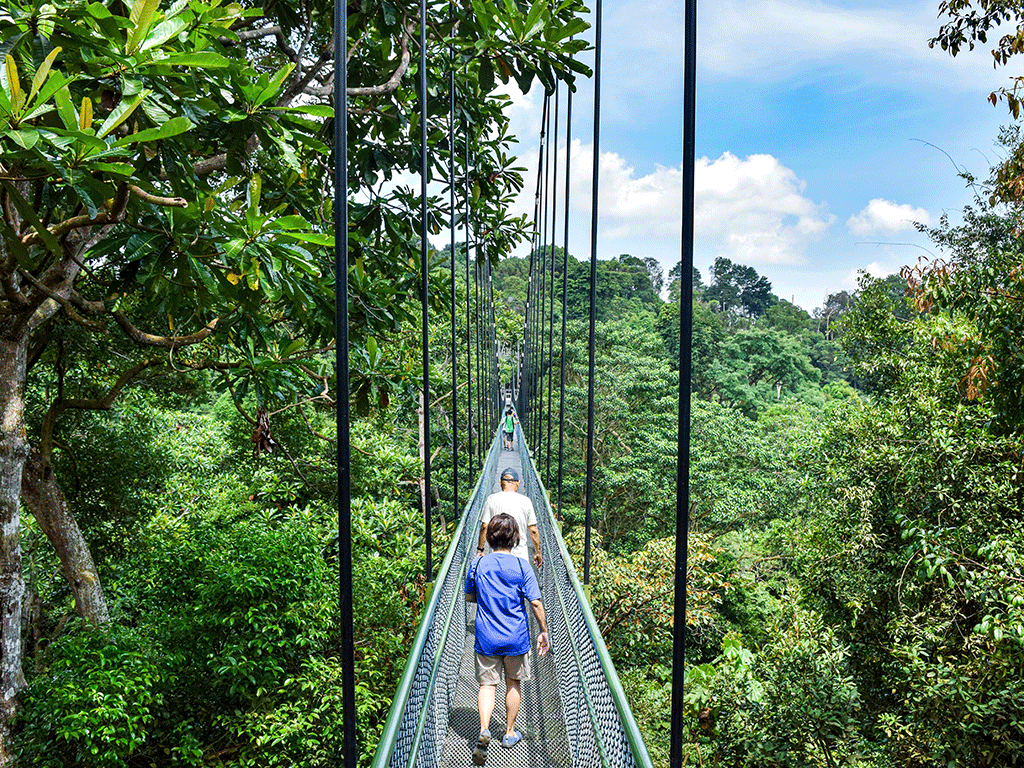 Central Catchment Nature Reserve - TreeTop Walk